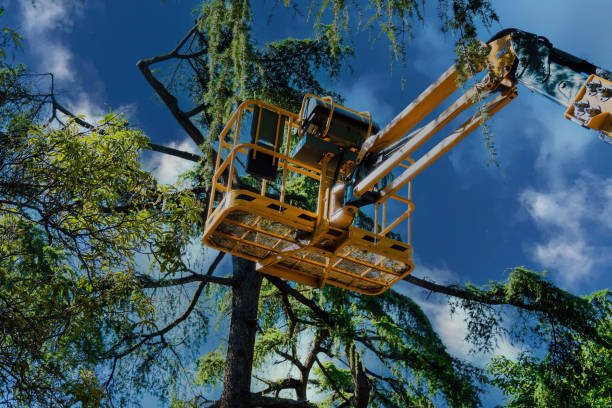 Why Choose Our Tree Removal Services in Nephi, UT?