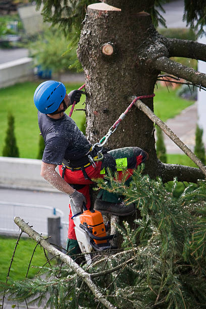 Nephi, UT  Tree Services Company